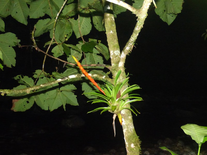 Vriesea taritubensis var. taritubensis
