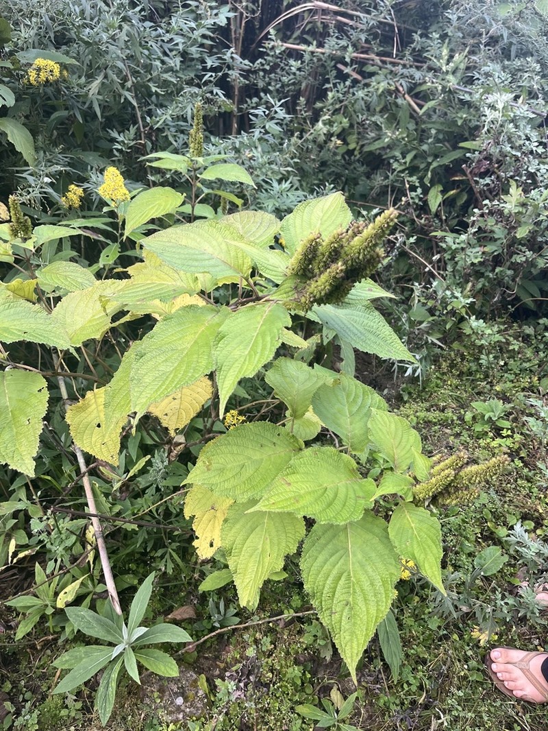 Vuhuangia flava photo 2