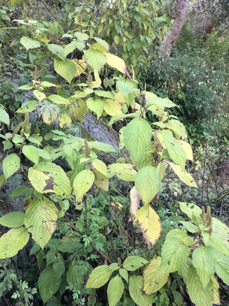 Vuhuangia flava photo 4