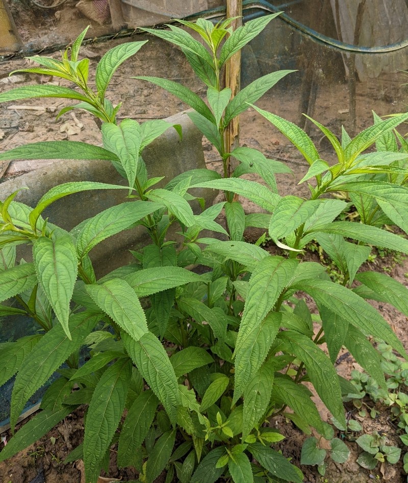 Vuhuangia penduliflora