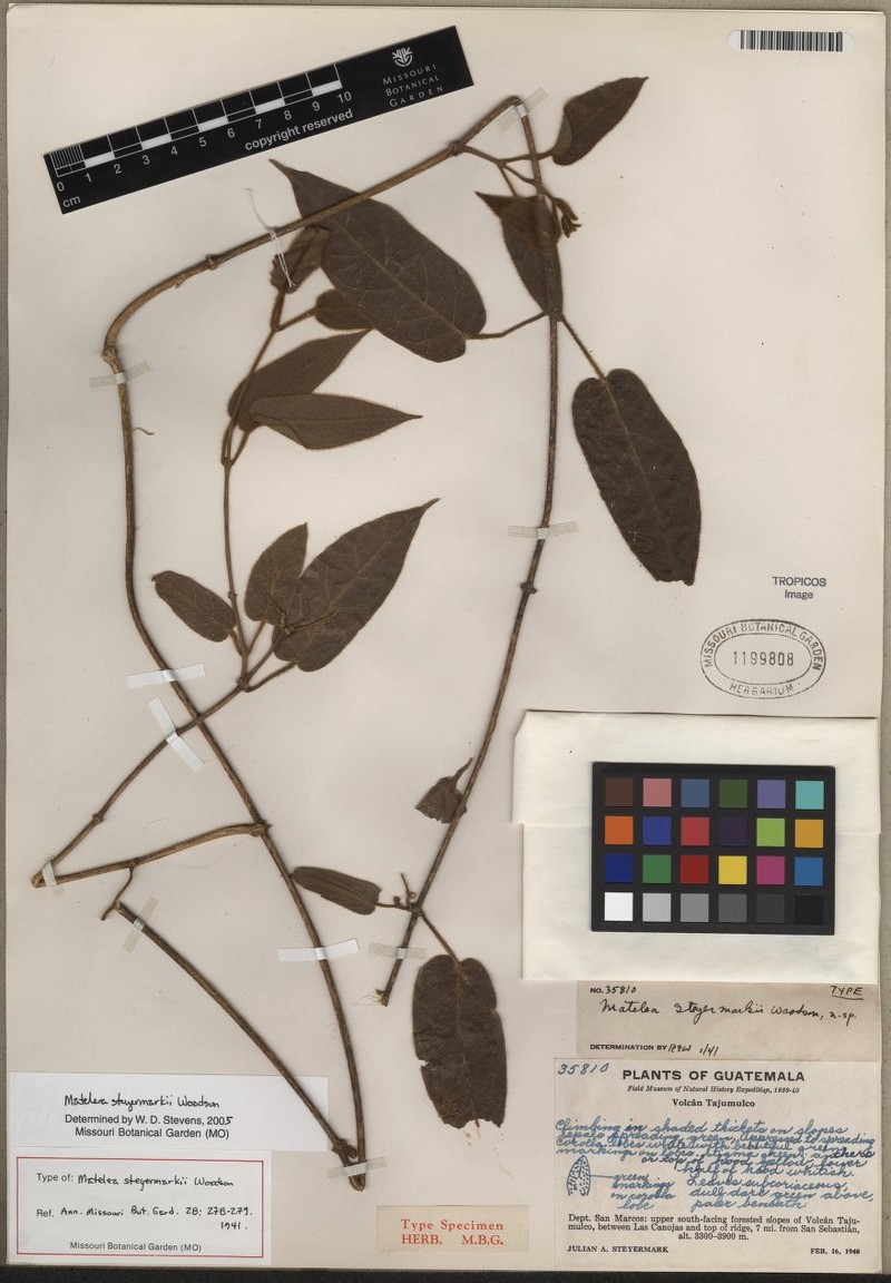 Vulcanoa steyermarkii