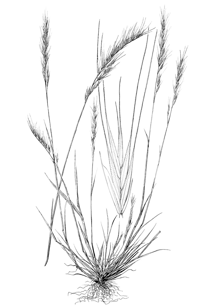Brome Fescue photo 2