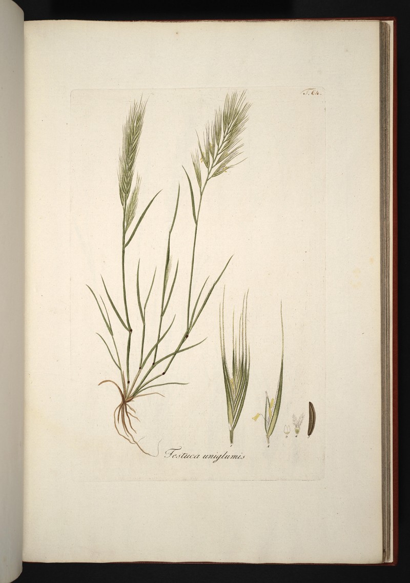 Brome Fescue photo 3