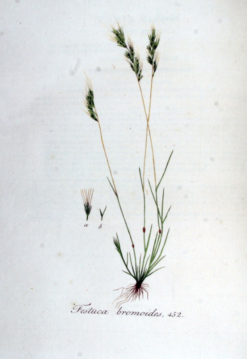 Brome Fescue photo 4