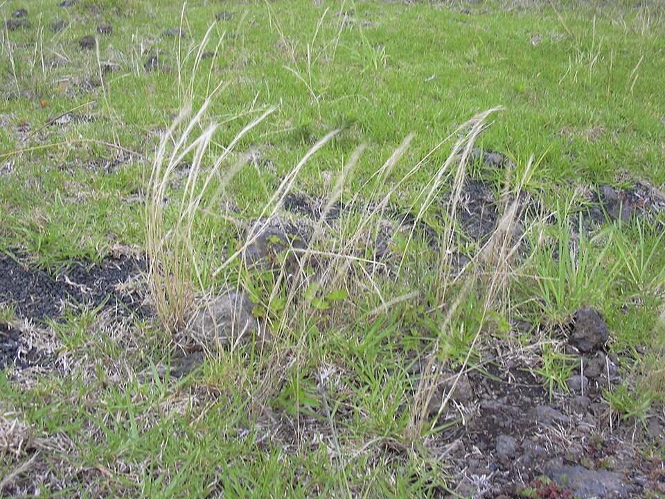 Brome Fescue