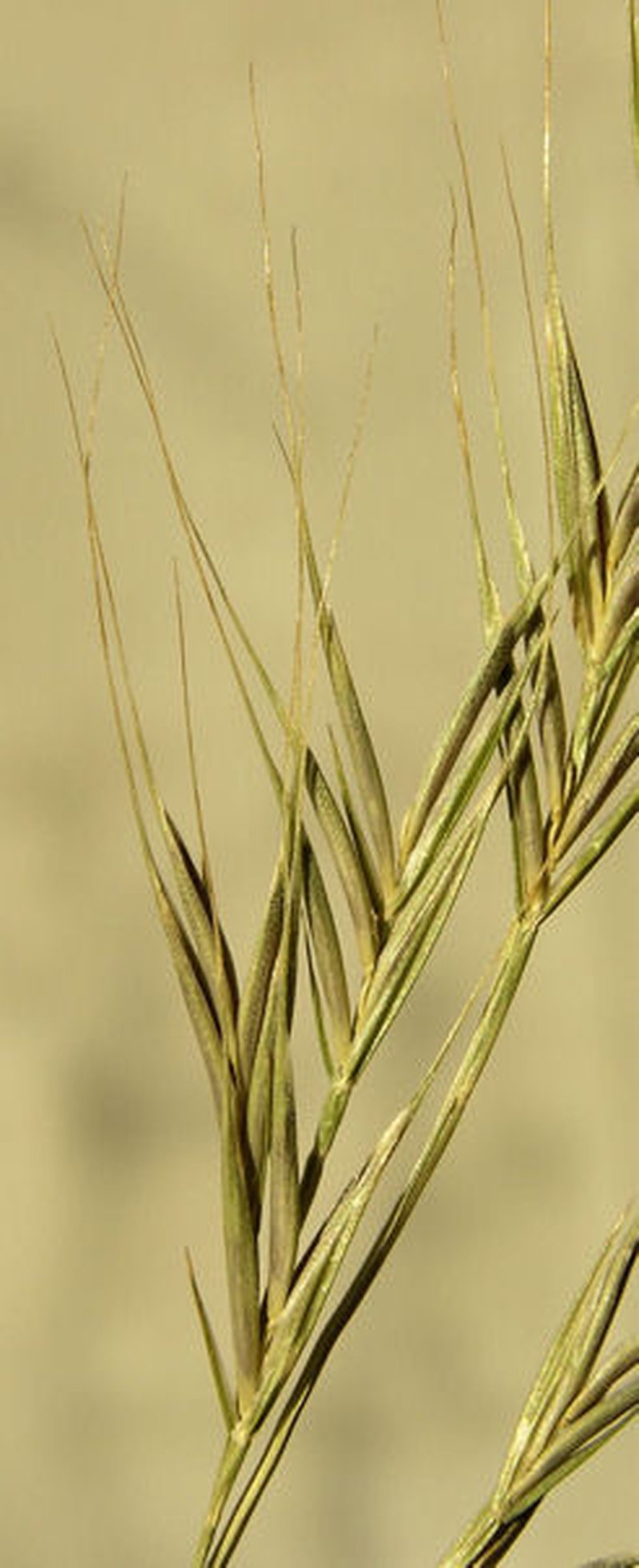 Brome Fescue photo 7