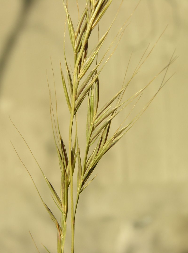 Brome Fescue photo 8
