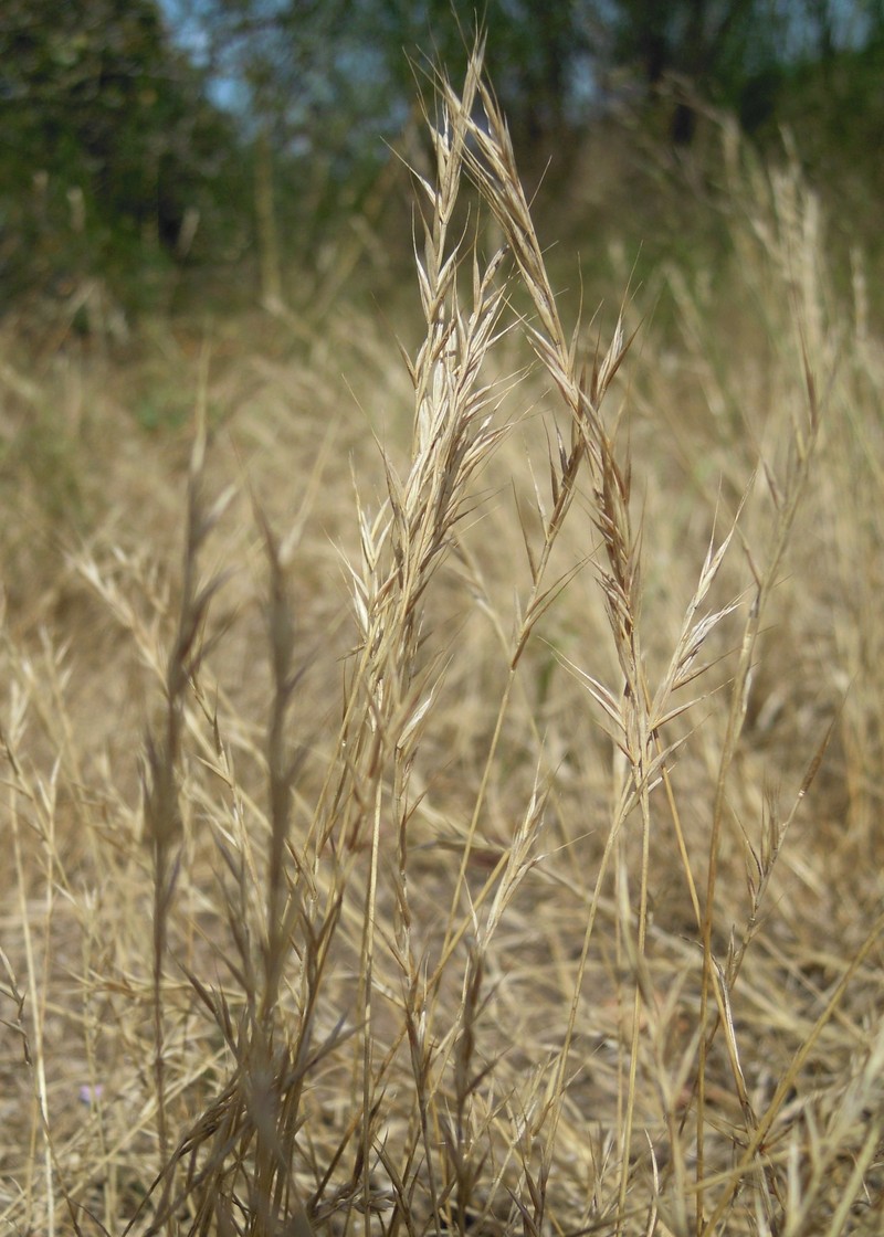 Brome Fescue photo 6