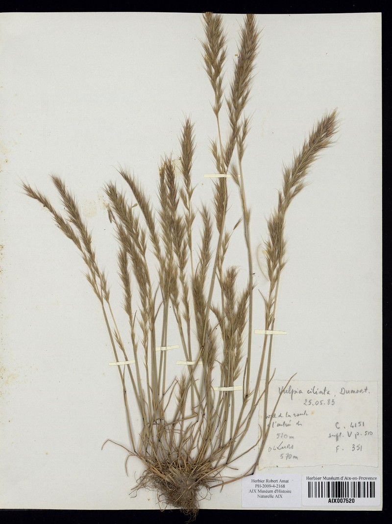 Fringed Fescue photo 2
