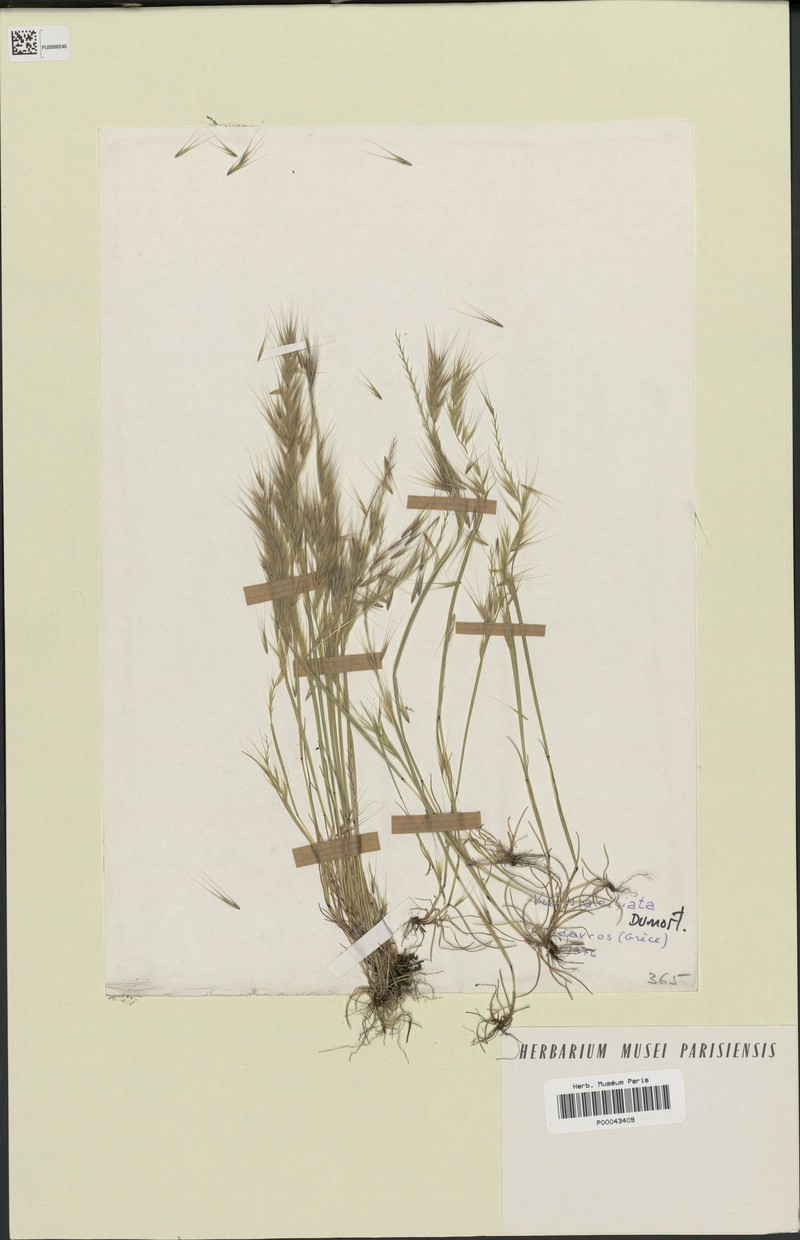 Fringed Fescue photo 4