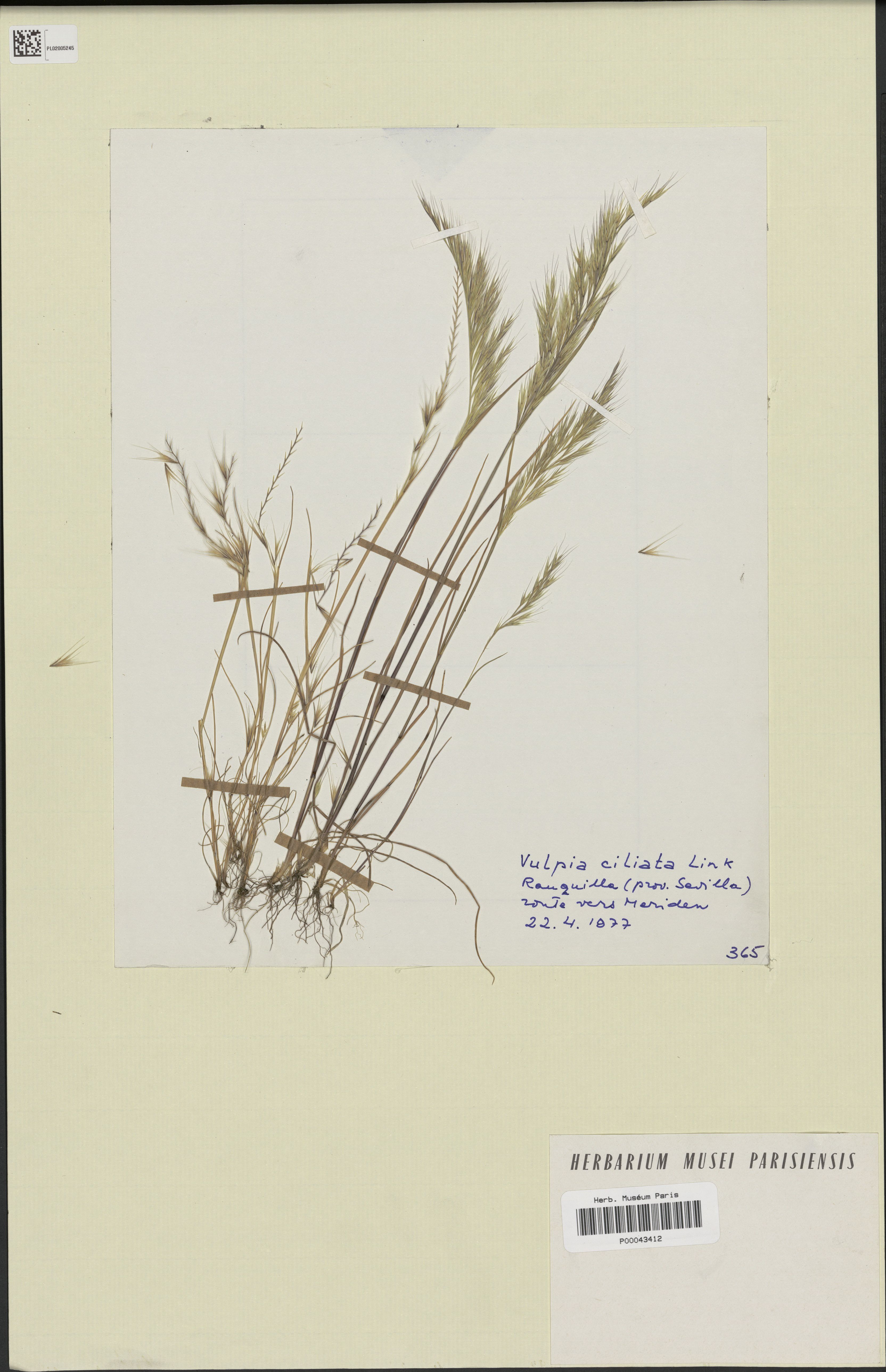 Fringed Fescue photo 5