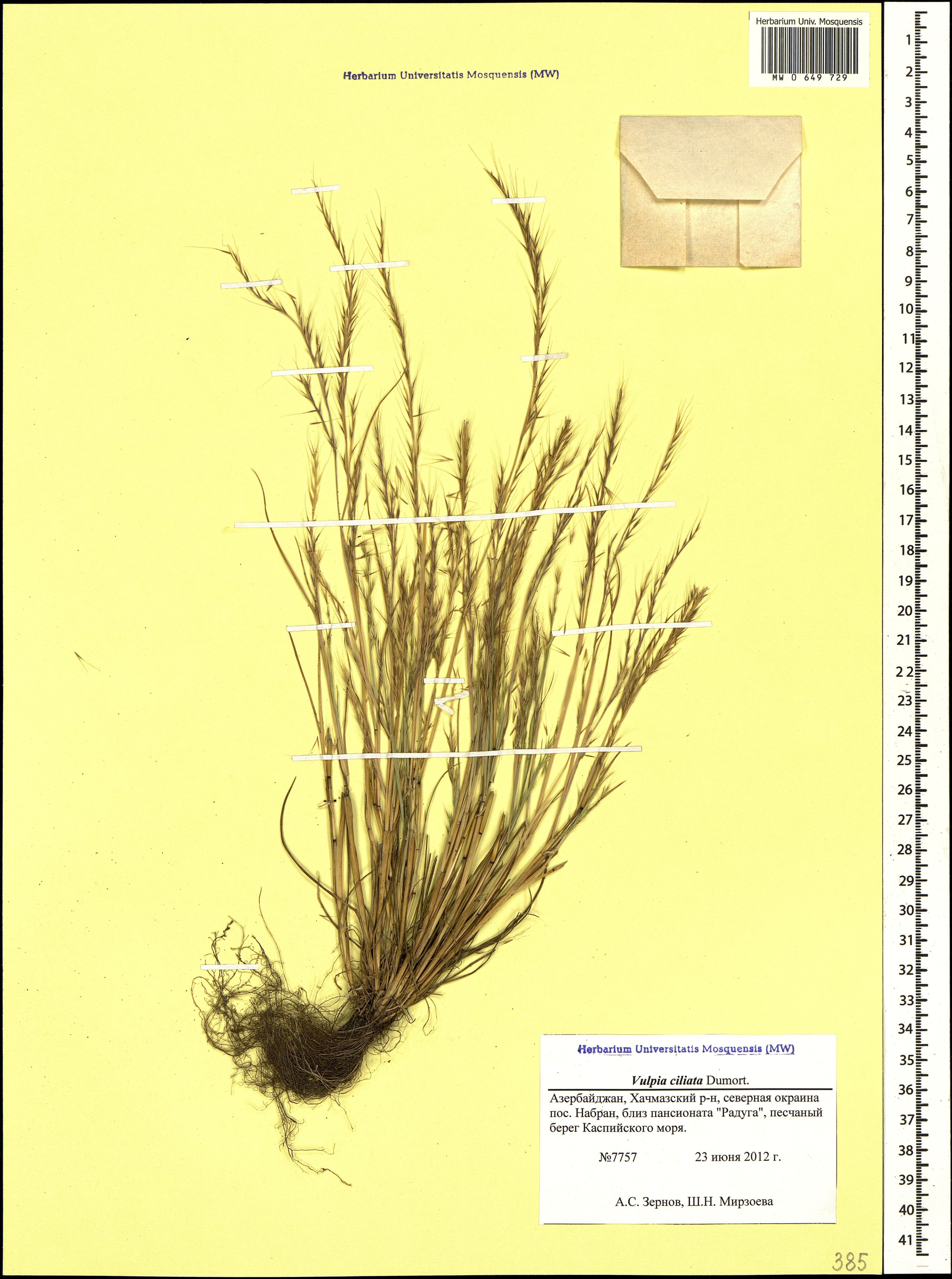 Fringed Fescue photo 6