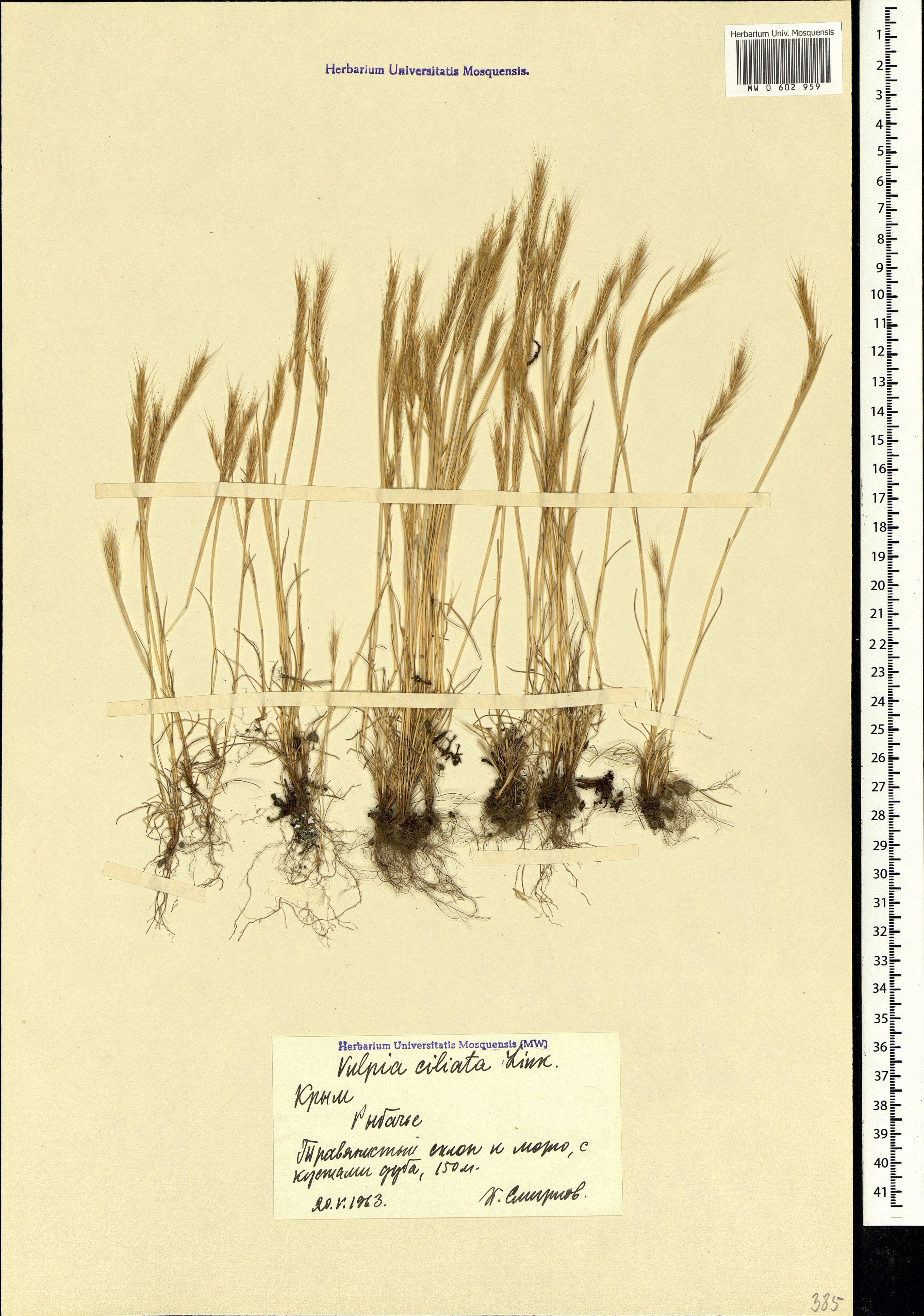 Fringed Fescue photo 7
