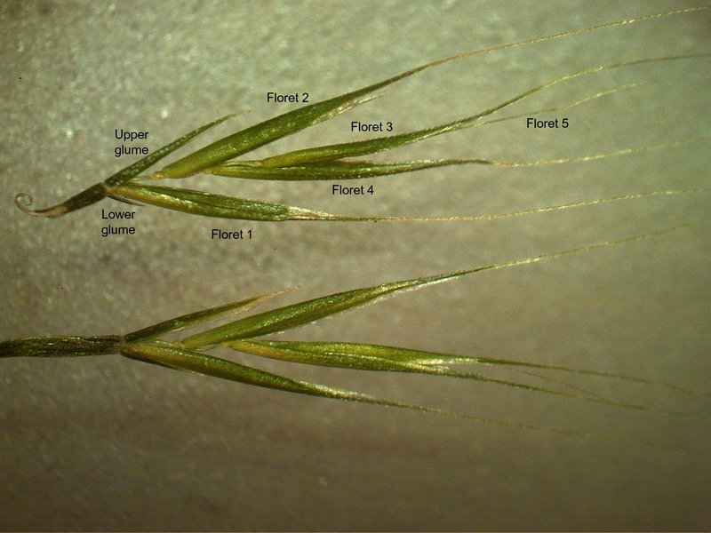 Vulpia myuros photo 4