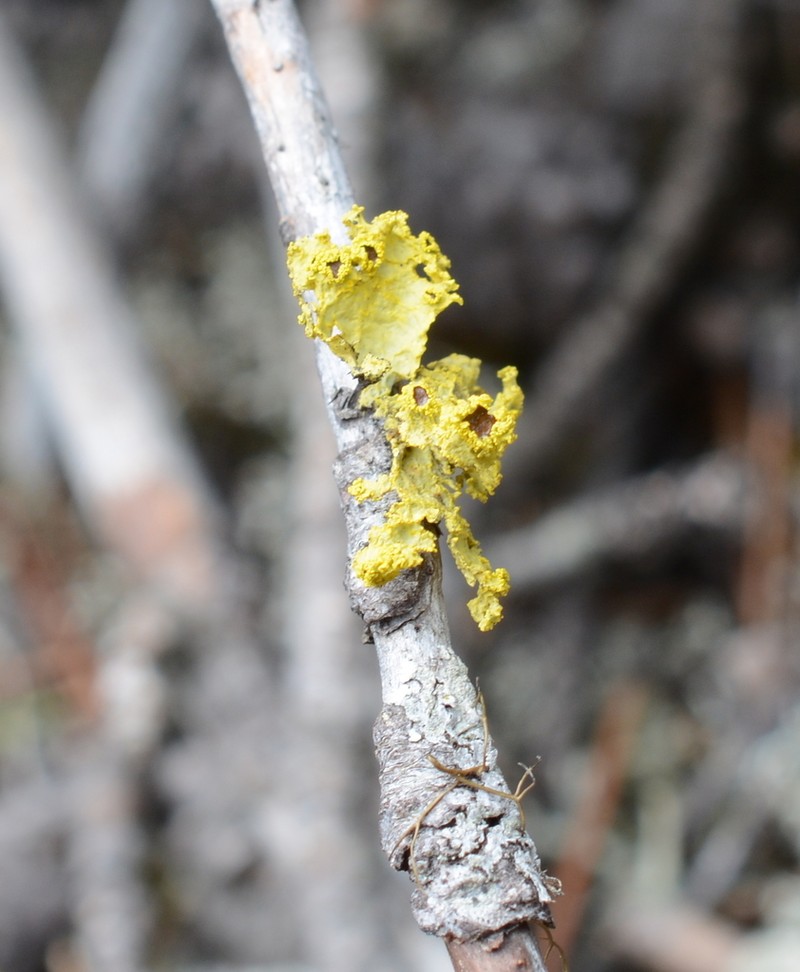 Vulpicida canadensis photo 2