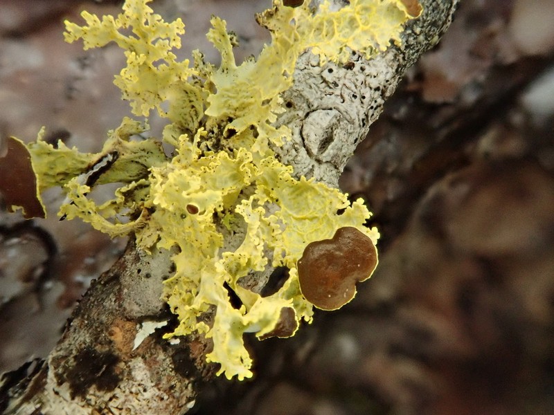 Vulpicida canadensis photo 3
