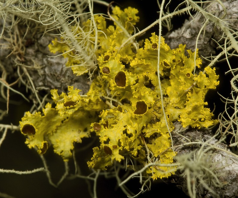 Vulpicida canadensis photo 4
