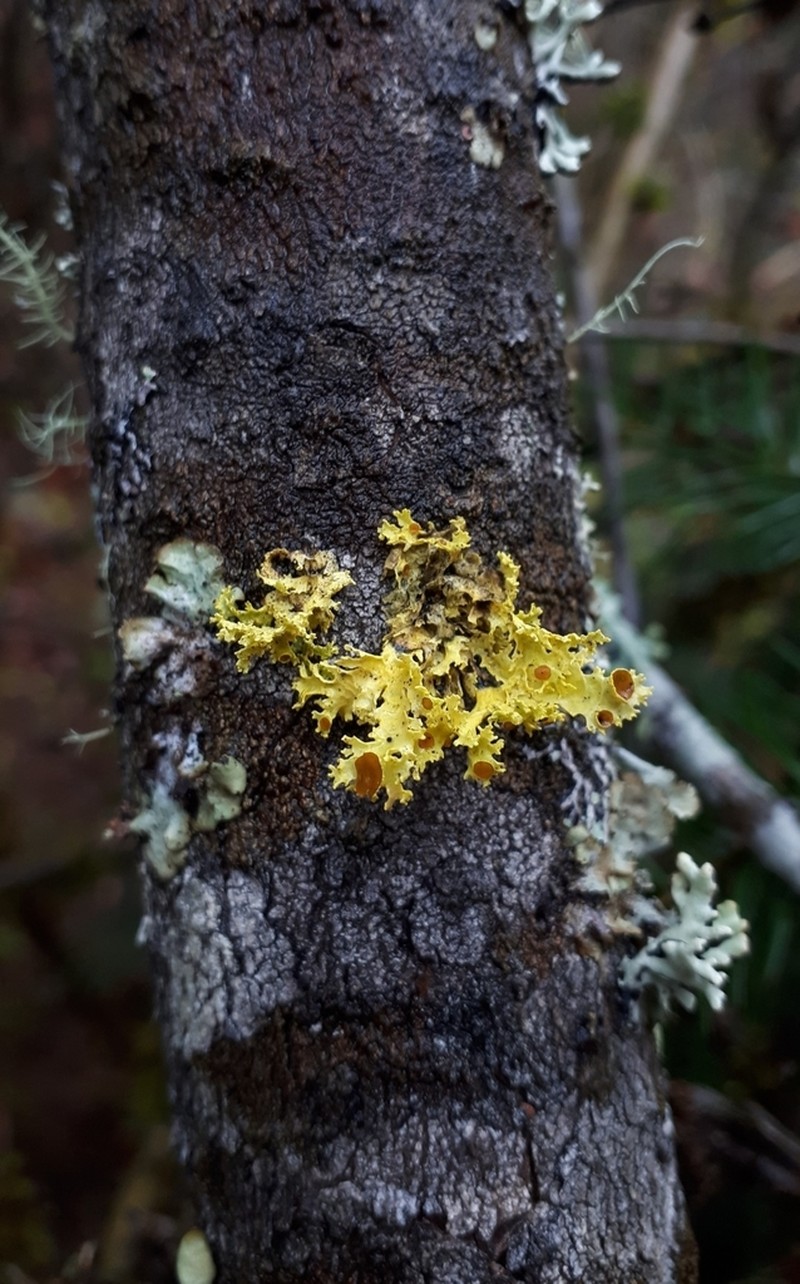 Vulpicida canadensis photo 5
