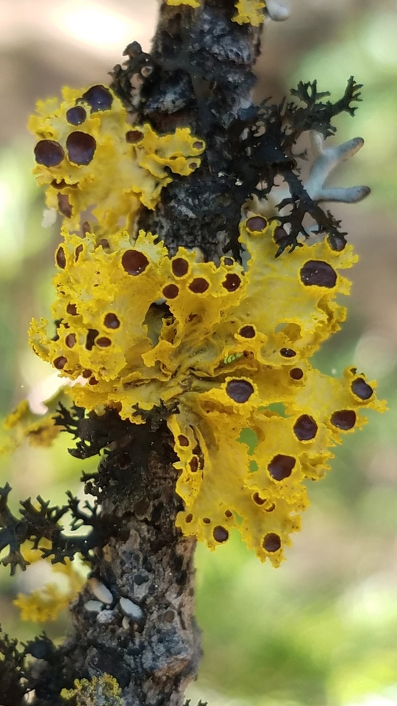 Vulpicida canadensis photo 6