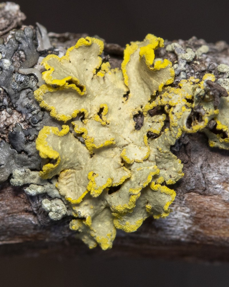 Vulpicida pinastri photo 2