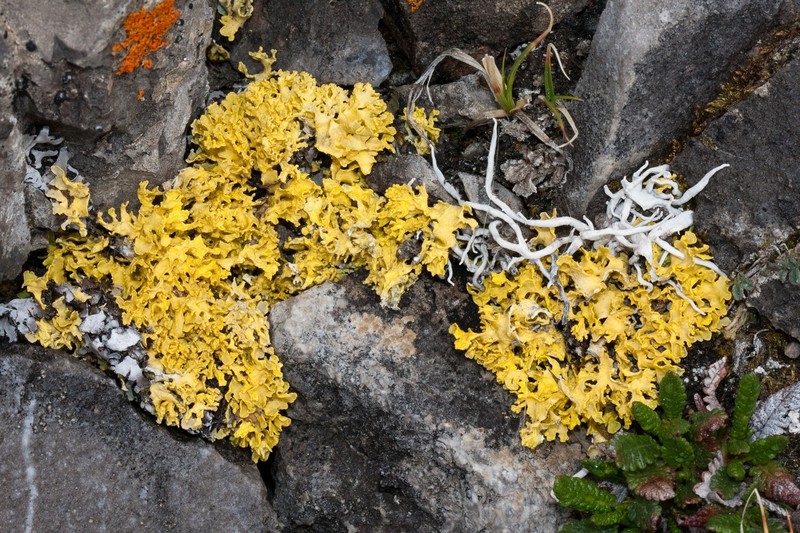 Vulpicida tilesii