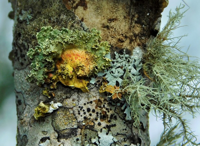 Vulpicida viridis
