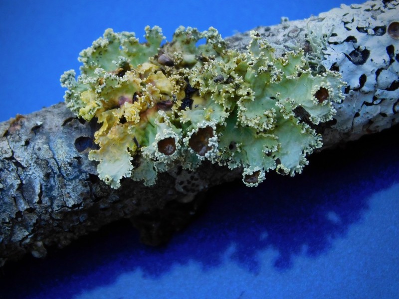 Vulpicida viridis photo 2
