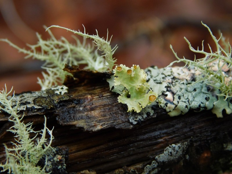Vulpicida viridis photo 3