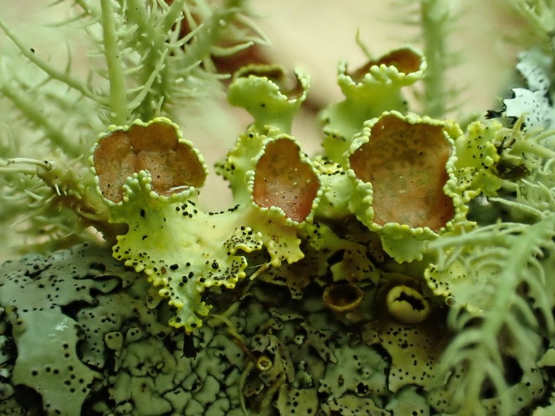 Vulpicida viridis photo 4