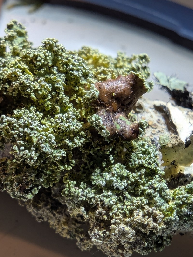 Vulpicida viridis photo 5
