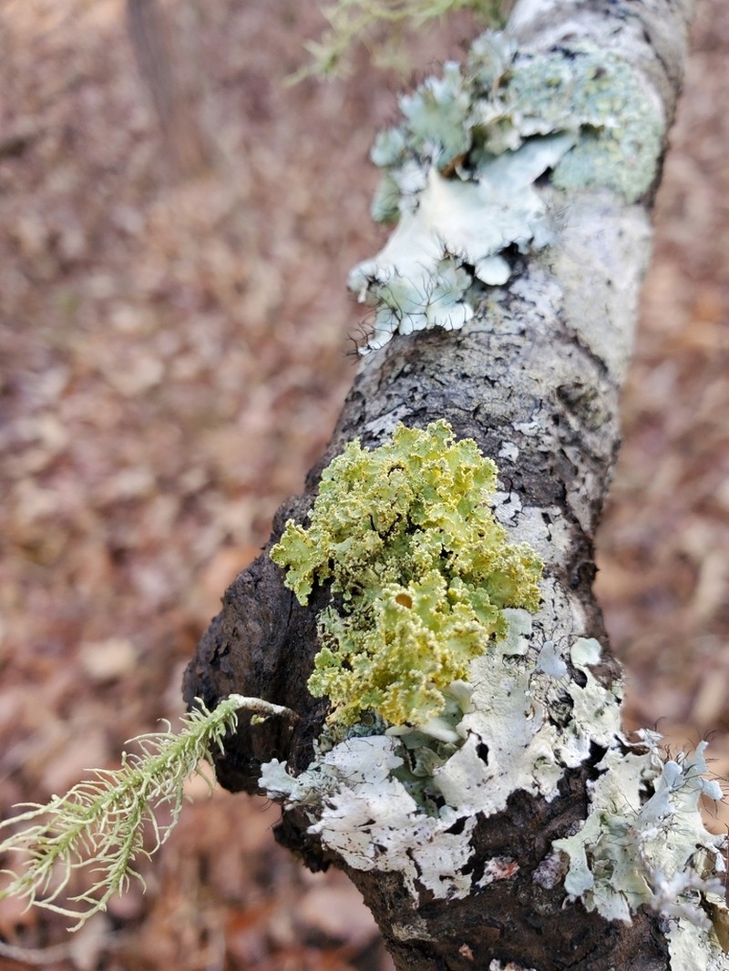 Vulpicida viridis photo 8