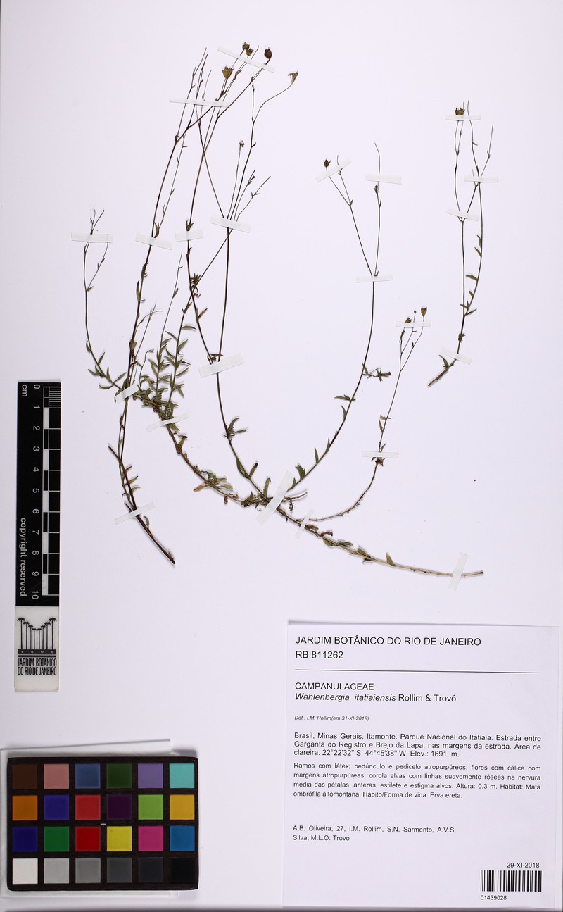 Wahlenbergia itatiaiensis