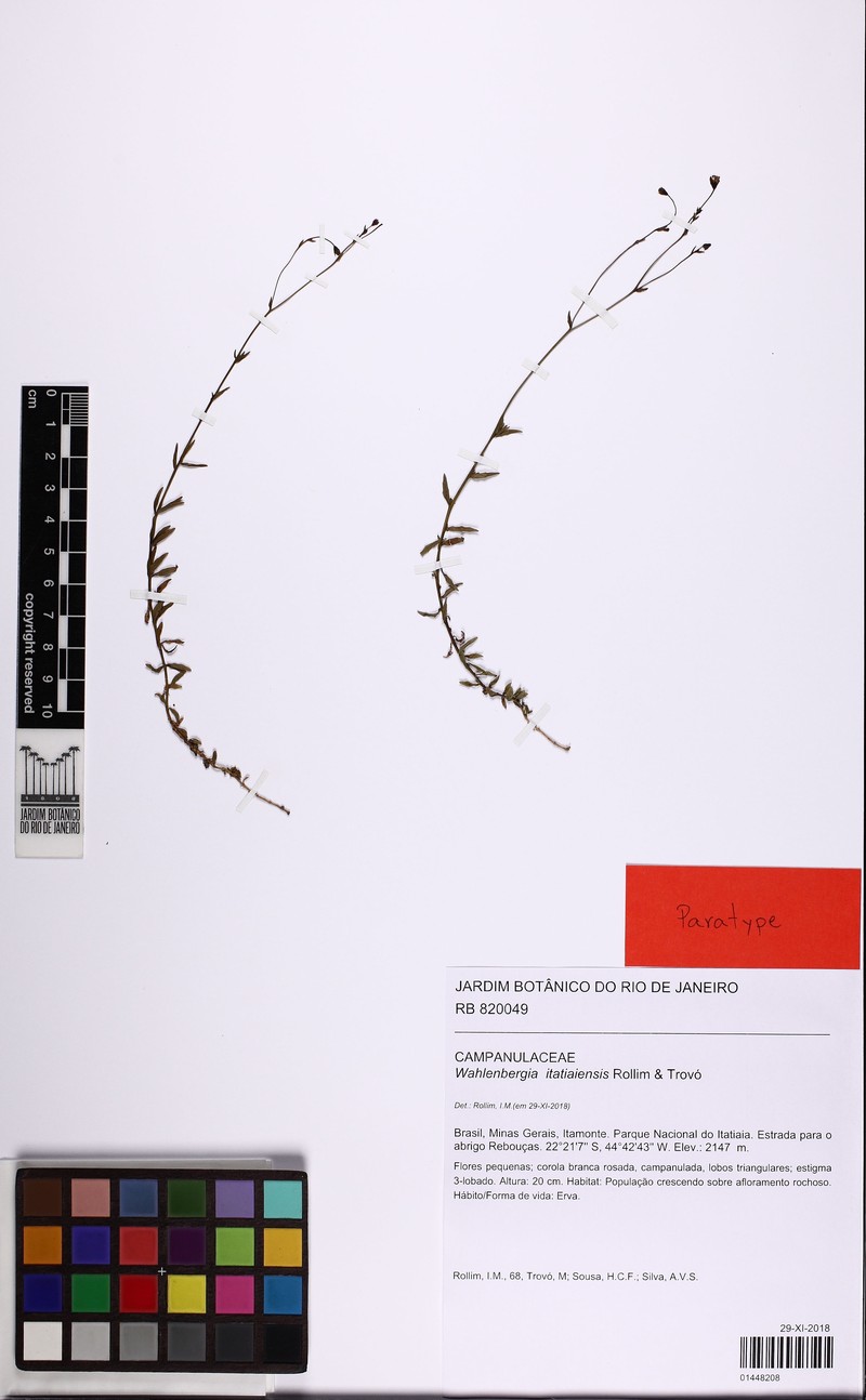 Wahlenbergia itatiaiensis photo 2