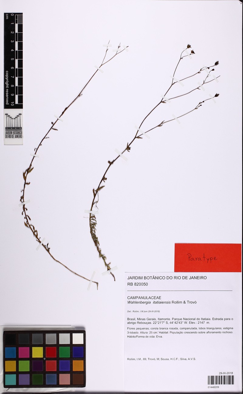 Wahlenbergia itatiaiensis photo 3
