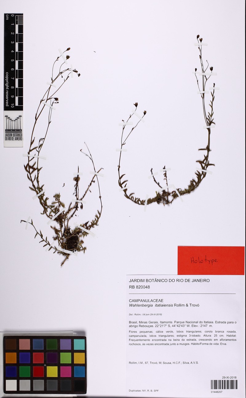 Wahlenbergia itatiaiensis photo 4