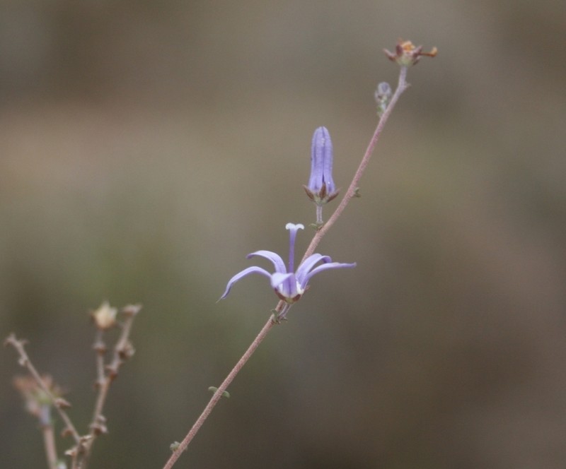 Wahlenbergia loddigesii