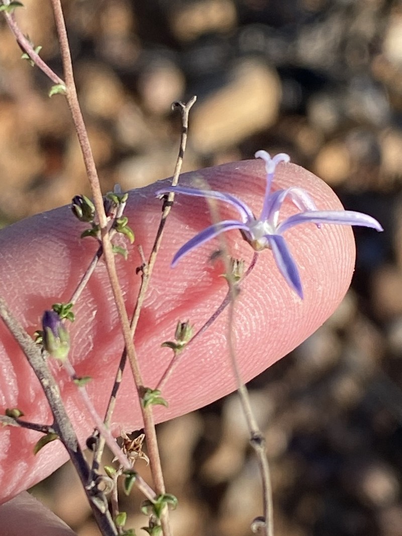 Wahlenbergia loddigesii photo 2