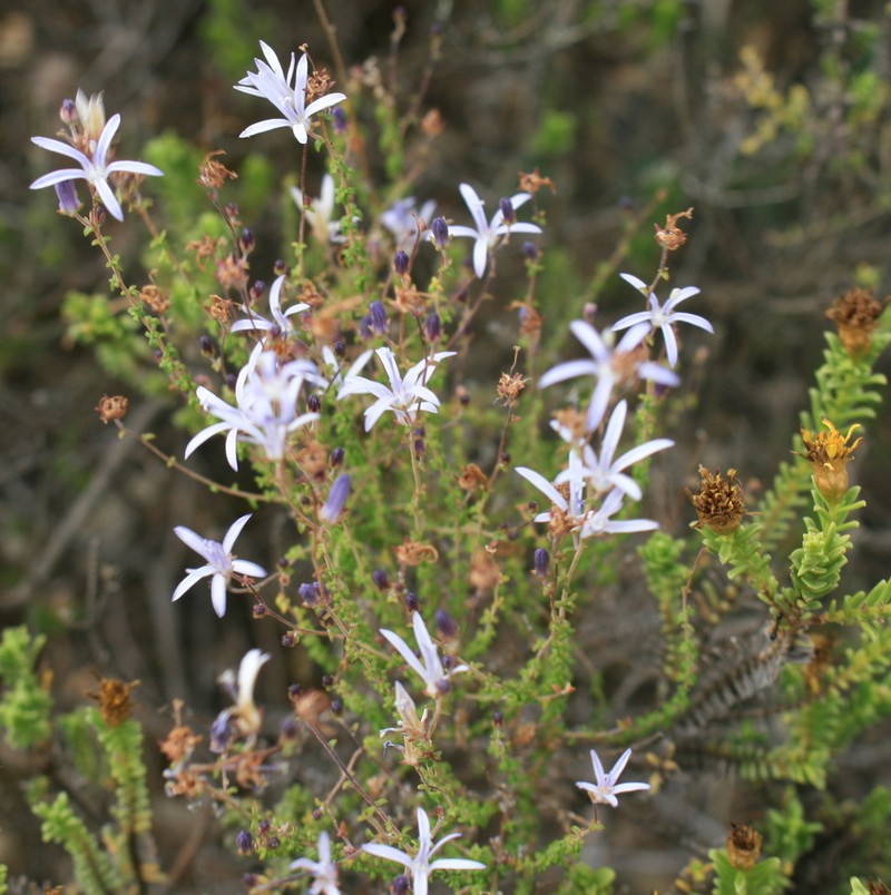 Wahlenbergia loddigesii photo 3