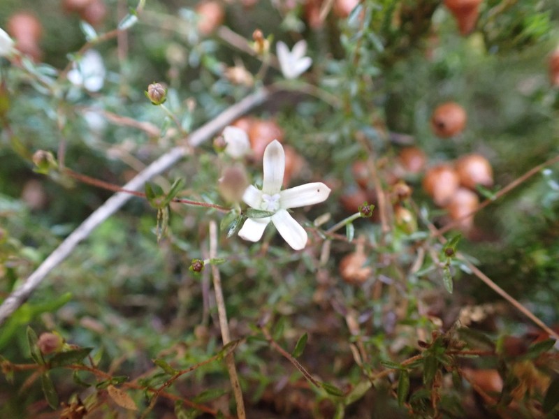 Wahlenbergia loddigesii photo 5