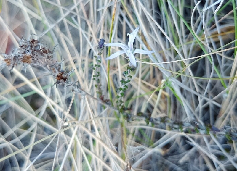 Wahlenbergia loddigesii photo 6