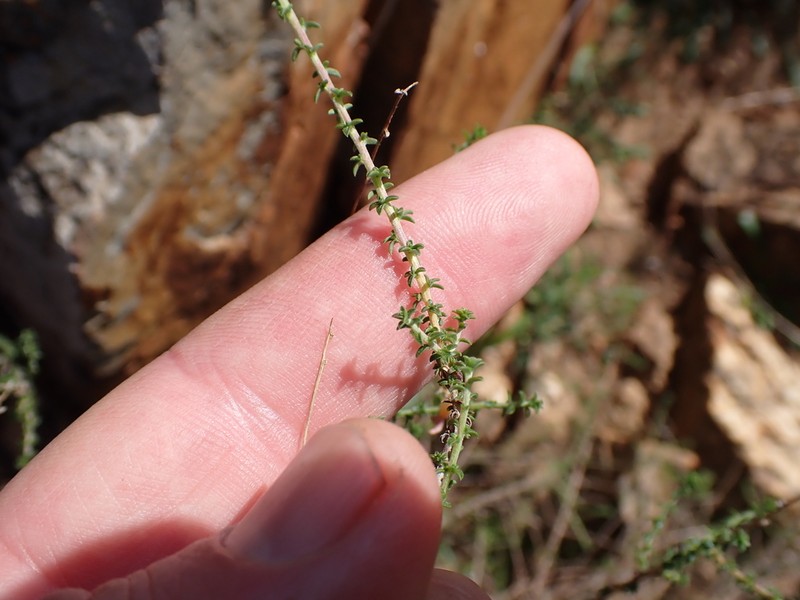 Wahlenbergia loddigesii photo 7