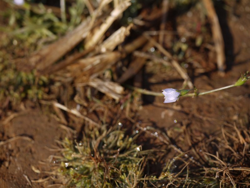 Southern Rockbell photo 4