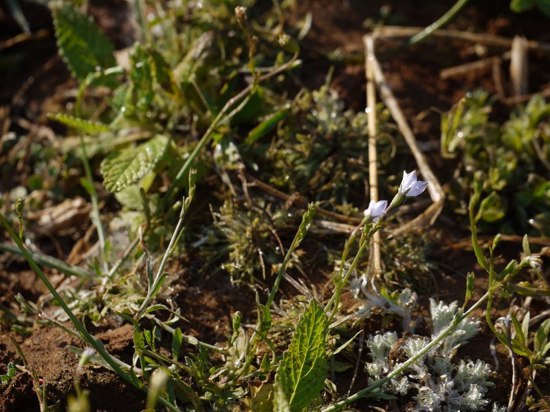 Southern Rockbell photo 5