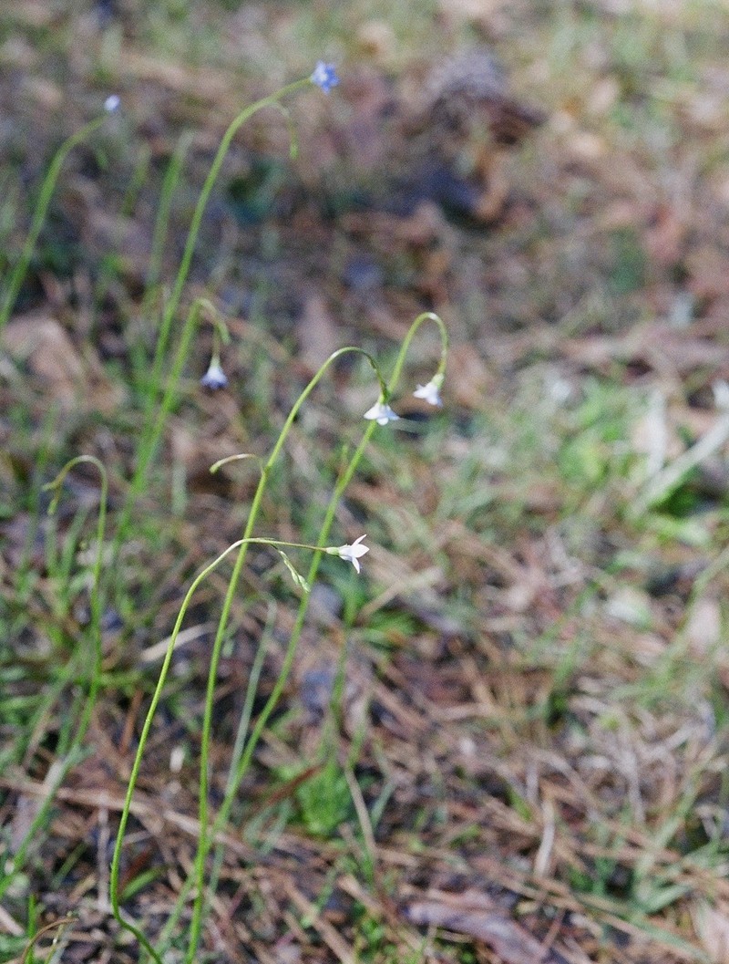 Southern Rockbell photo 2
