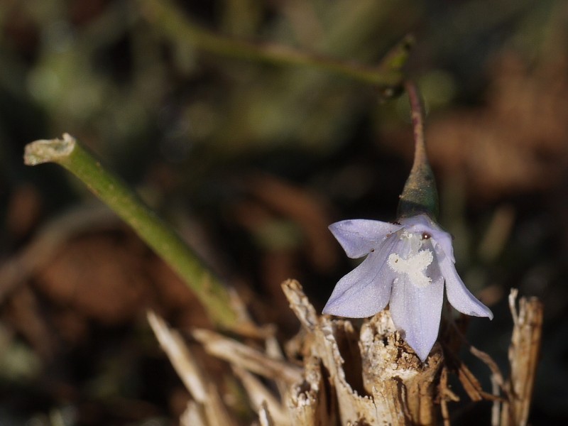Southern Rockbell photo 3
