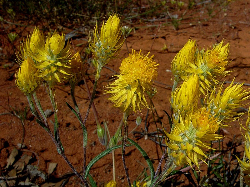 Waitzia acuminata