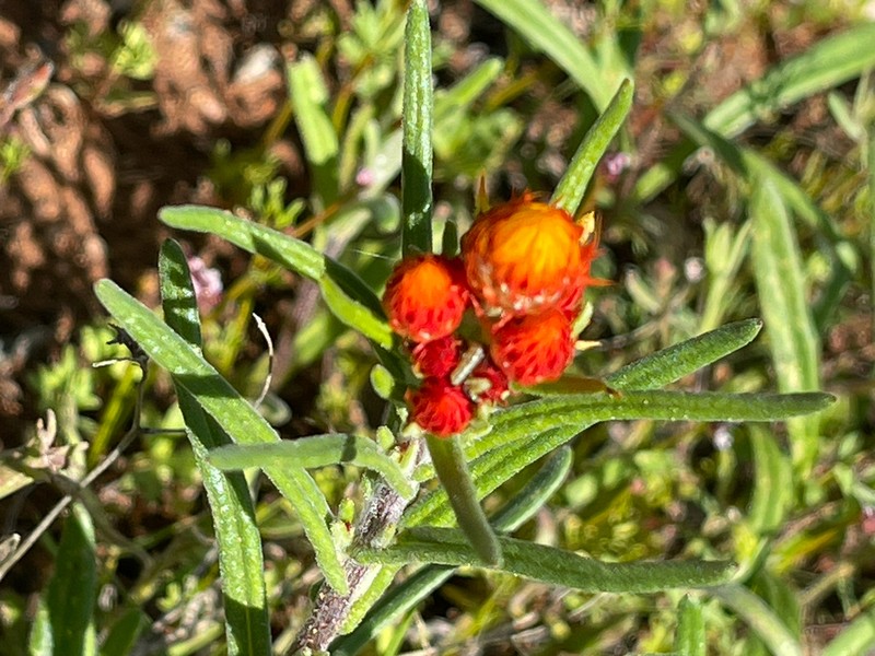 Waitzia acuminata photo 7