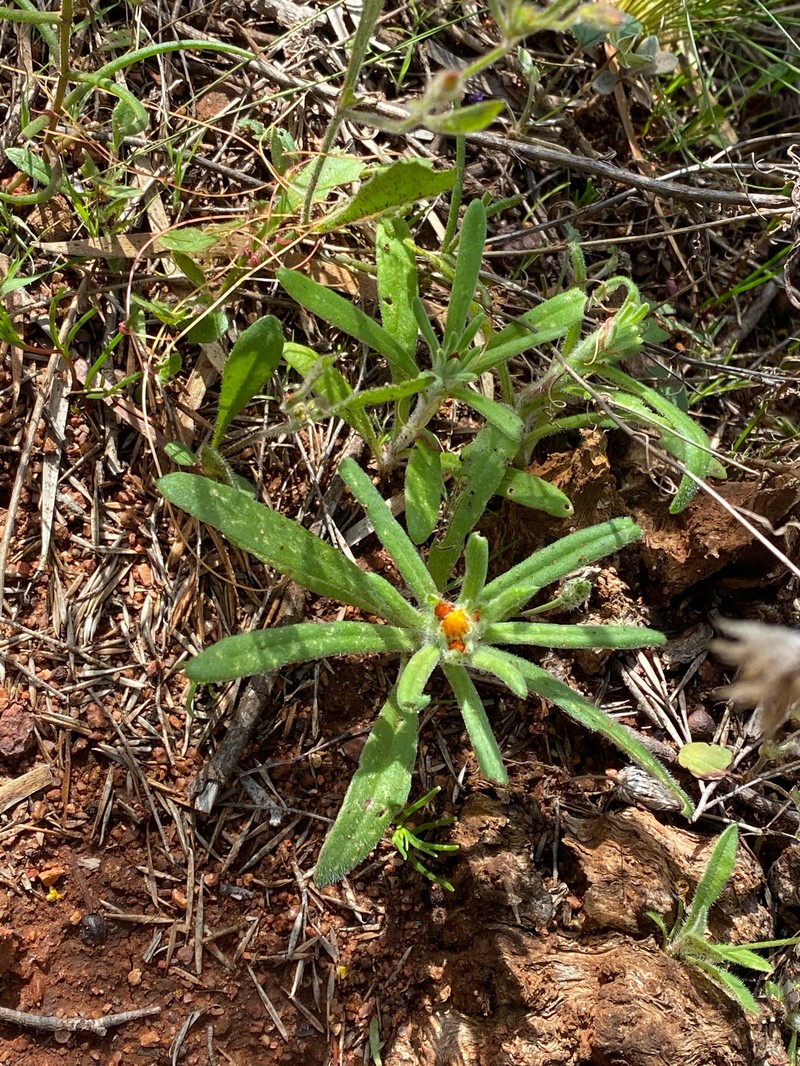 Waitzia acuminata var. acuminata