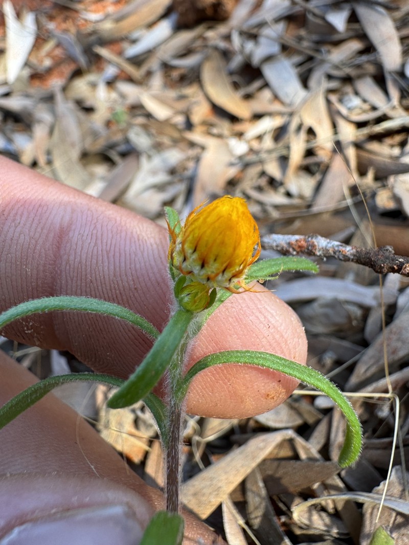 Waitzia acuminata var. acuminata photo 2