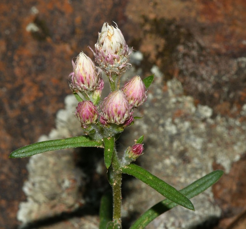Waitzia acuminata var. albicans